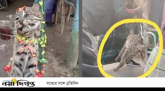 ঝিনাইদহে মেছো বিড়াল হত্যার অভিযোগে গ্রেফতার ১