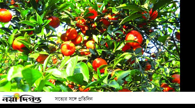 সন্তানের অনুপ্রেরণায় বগুড়ার আজিজের কমলা চাষ