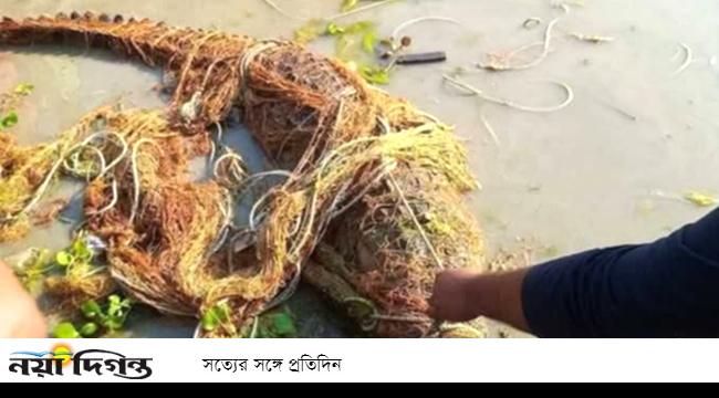 কুষ্টিয়ায় পদ্মা নদীতে জালে ধরা পড়ল বিশালাকৃতির কুমির