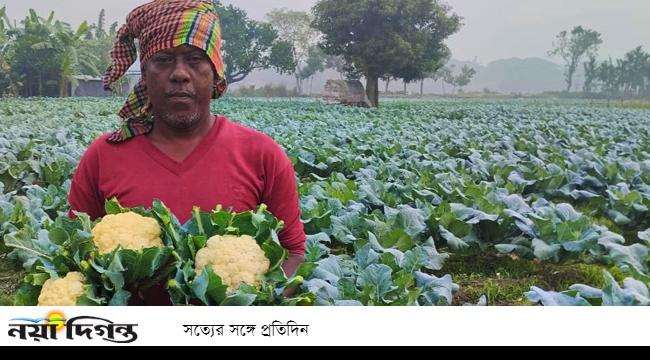 পাকুন্দিয়ায় শীতকালীন সবজি চাষে লোকসানের মুখে কৃষকরা