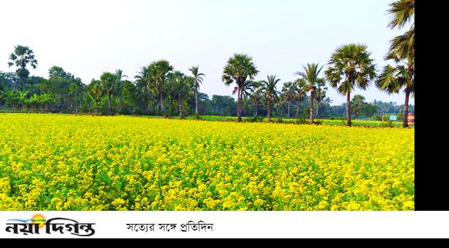 পাইকগাছার একটি সরিষা ক্ষেত : নয়া দিগন্ত