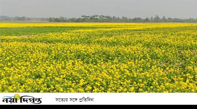 অভয়নগরে মাঠে মাঠে দিগন্ত জোড়া সরিষার সমারোহ