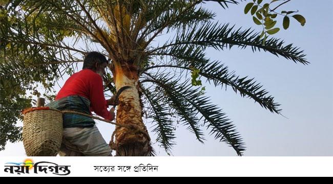 শিবচরে হারিয়ে যাচ্ছে গ্রাম-বাংলার ঐতিহ্য খেজুরের রস