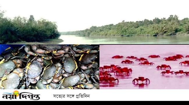 সুন্দরবনে কাঁকড়া আহরণে দুই মাসের নিষেধাজ্ঞা শুরু