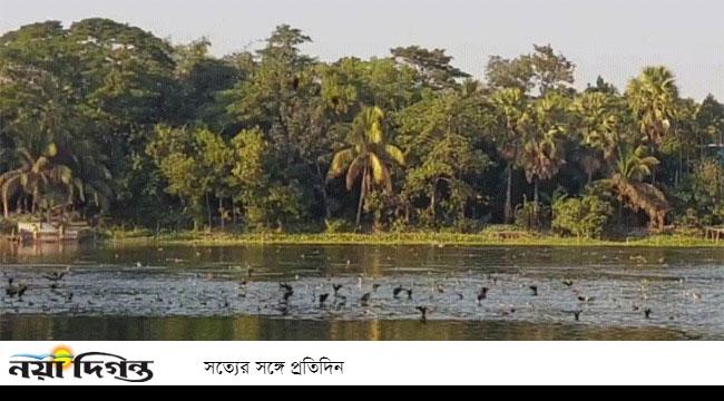 অতিথি পাখির কলতানে মুখর আজরাঈল দীঘি