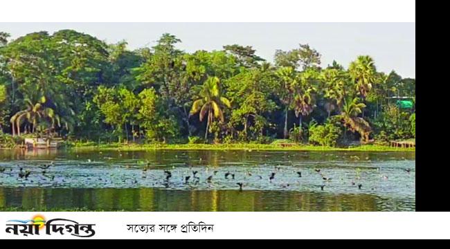 অতিথি পাখির কলকাকলিতে মুখর আজরাইল দীঘি