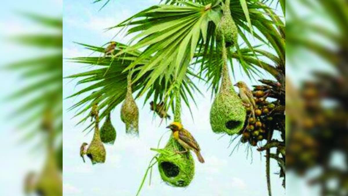 হোসেনপুরে বিলুপ্তির পথে বাবুই পাখি ও তালগাছ