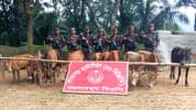 উত্তর ফটিকছড়িতে বিজিবির অভিযানে ১০ ভারতীয় গরু জব্দ