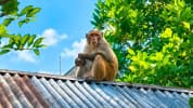 ব্রাহ্মণপাড়ায় লোকালয়ে বানরের হানা, অতিষ্ঠ স্থানীয়রা