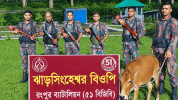 ডিমলা সীমান্তে বিজিবির অভিযানে ভারতীয় গরু জব্দ