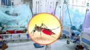 সিলেটে ডেঙ্গুরোগী বেড়ে ৩৬৬, চিকিৎসাধীন ২৭
