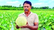 জীবননগরে মরুভূমির ফল চাষে নতুন সম্ভাবনা