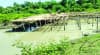 ম্যানগ্রোভের পাশেই হচ্ছে স্থাপনা, হুমকিতে বনাঞ্চল