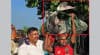 দৌলতদিয়ায় ৭৯ হাজার টাকায় বিক্রি মহাবিপন্ন প্রজাতির বাঘাইড় মাছ
