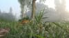 দূর্বাঘাসের ডগায় জমেছে শিশিরবিন্দু, গাইবান্ধায় শীতের আগমনী বার্তা