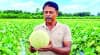জীবননগরে মরুভূমির ফল চাষে নতুন সম্ভাবনা