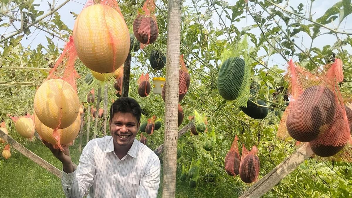 রসালো তরমুজে বাজিমাত, চরফ্যাসনে মিজানের নতুন সাফল্য