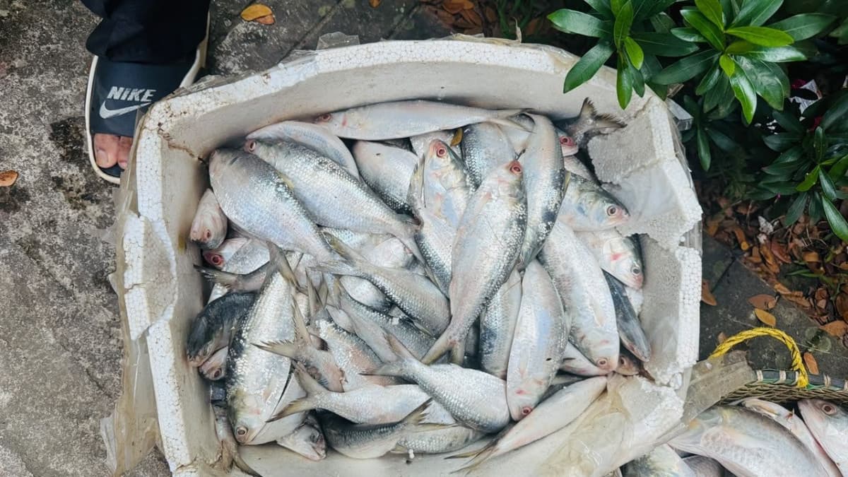 মিরসরাইয়ে ৪৮ কেজি ইলিশ জব্দ, দুই বিক্রেতাকে জরিমানা