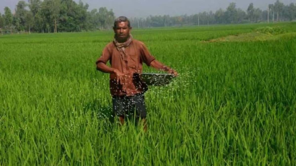 অনভিজ্ঞদের কাঁধে সারের বোঝা