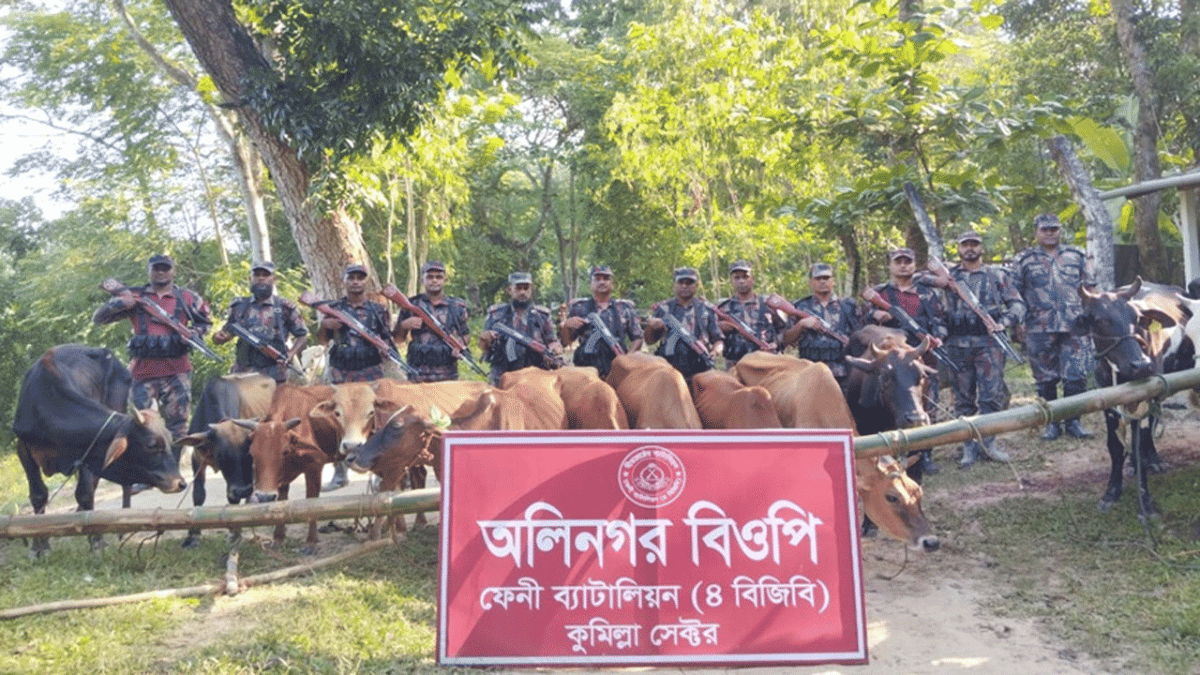 মিরসরাই সীমান্তে অর্ধশত গরু জব্দ করেছে বিজিবি