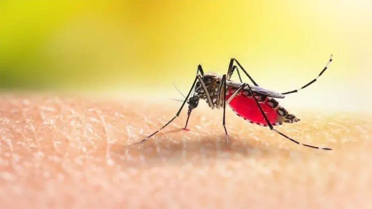 ডেঙ্গু আক্রান্ত হয়ে আরো ৫ জনের মৃত্যু