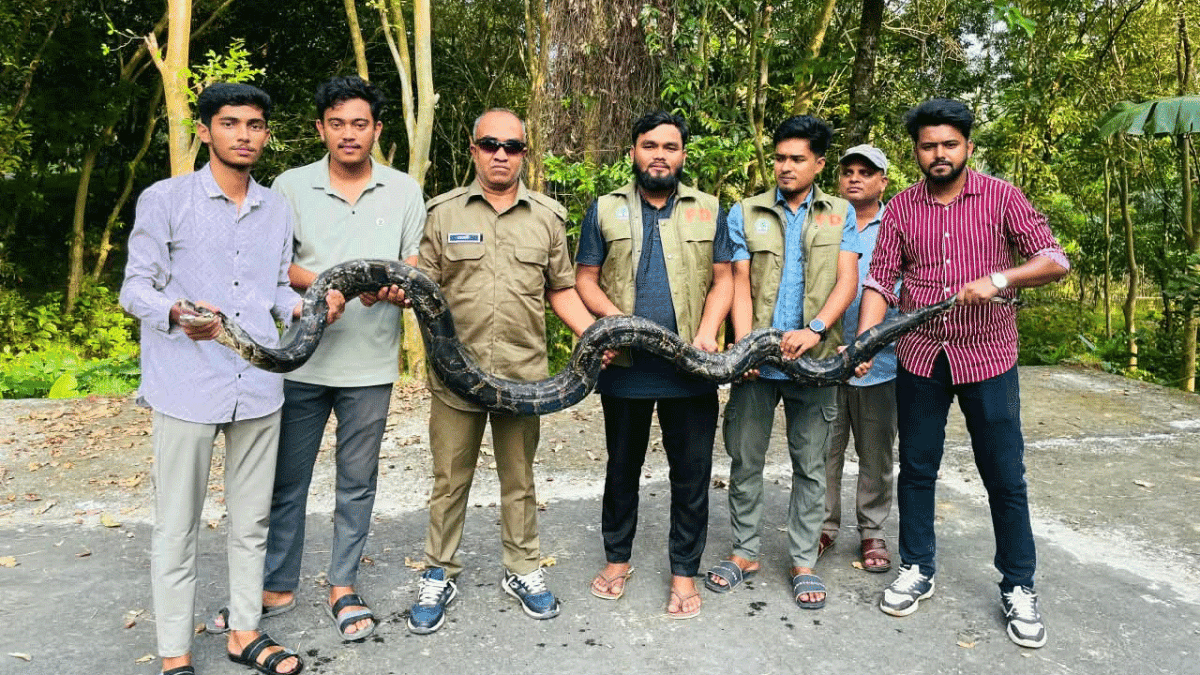 মিরসরাইয়ে ৩০ কেজি ওজনের ১২ ফুটের অজগর উদ্ধার