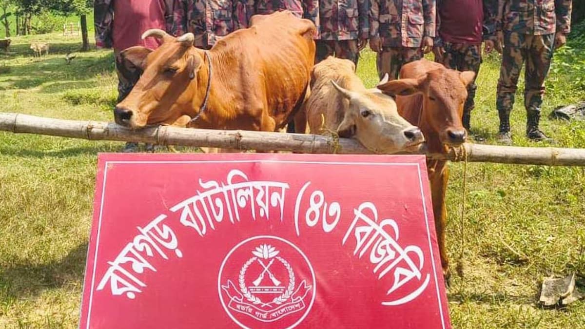 গরু রেখে পালালো চোরাকারবারি, ৩ গরু জব্দ