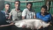 নলডাঙ্গার জেলের বড়শিতে ধরা পড়ল ১৪ কেজি ওজনের চিতল মাছ
