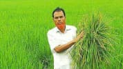 হোসেনপুরে আমন ক্ষেতে ইঁদুরের আক্রমণ, কৃষি কর্মকর্তাদের অবহেলার অভিযোগ