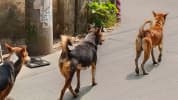 কাউখালীতে বেওয়ারিশ কুকুরের তাণ্ডব, শিশুসহ আহত ১৫