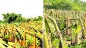 মধুপুরে আকস্মিক ঝড়ে কলা-পেঁপের বাগান লন্ডভন্ড, দিশেহারা কৃষক