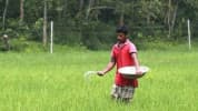 যমুনা সার কারখানায় ইউরিয়া সারের উৎপাদন আবার বন্ধ