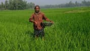 অনভিজ্ঞদের কাঁধে সারের বোঝা
