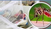 ডেঙ্গুতে আক্রান্তের সংখ্যা ছাড়াল এক লাখ
