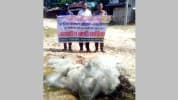 কাউখালীতে মা ইলিশ রক্ষায় অভিযান, ২৫০০ মিটার অবৈধ জাল জব্দ