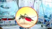 বগুড়ায় ডেঙ্গুতে যুবকের মৃত্যু, নতুন শনাক্ত ১১