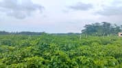 দেশের সেরা বোম্বাই মরিচের মাঠ! এক মাঠেই ৩০ লাখ টাকা
