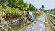 কাঁঠালিয়ায় অসময়ে মাচায় তরমুজ চাষ: সফলতার মুখ দেখে লাখপতি এমাদুল