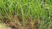 ব্রাহ্মণপাড়ায় আমন ধানে মাজরা পোকার আক্রমণ, দিশেহারা কৃষক
