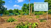নবাবগঞ্জে জমি নিয়ে বিরোধ, শতাধিক গাছ কেটে বাগান ধ্বংসের অভিযোগ