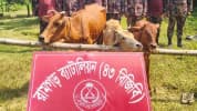 গরু রেখে পালালো চোরাকারবারি, ৩ গরু জব্দ