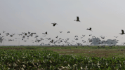 চলনবিলে মাছ ও পাখির বিচরণে এক অপরুপ দৃশ্য