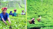৮ মাসে চা উৎপাদন ৬ কোটি কেজি, নতুন রেকর্ডের সম্ভাবনা