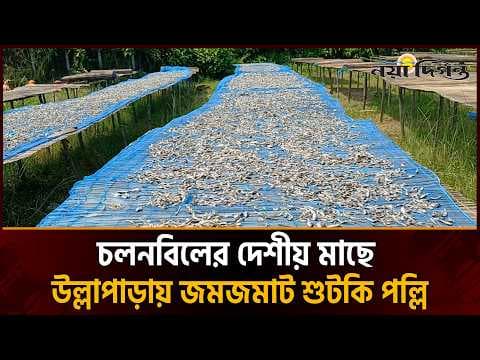 চলনবিলের দেশীয় মাছে উল্লাপাড়ায় জমজমাট শুটকি পল্লি