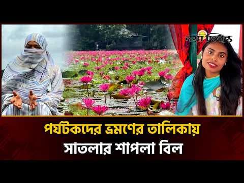 যেদিকে চোখ যায় শুধু শাপলা! সাতলা বিলে প্রকৃতির অপরূপ মেলা
