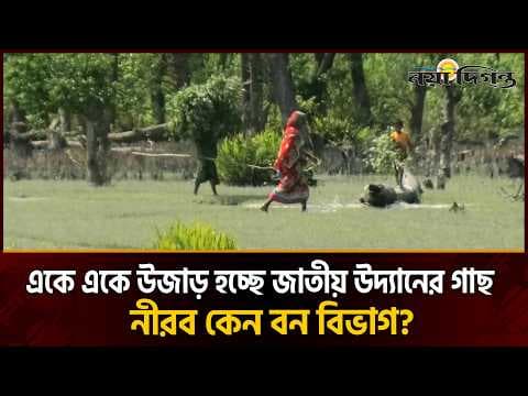 নিঝুমদ্বীপের বন উজাড় করে ঘরবাড়ি নির্মাণ, বন কর্মীদের জড়িত থাকার অভিযোগ