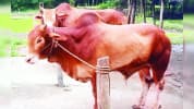 দেশসেরা জাতের রেড চিটাগাং ক্যাটল হুমকির মুখে