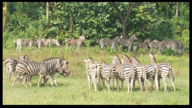 সাফারি পার্কে আরো দুই জেব্রার মৃত্যু