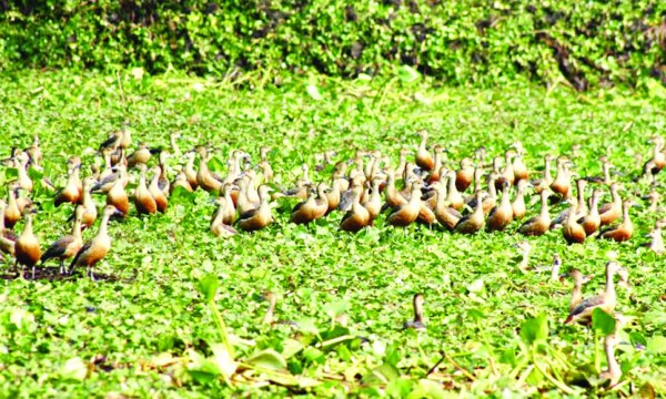 অতিথিতে মুখর ঘিওরের নিলুয়া বিল