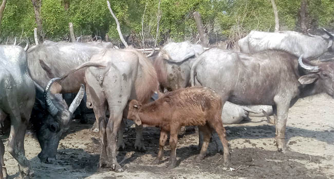 তজুমদ্দিনে খাদ্য ও মিষ্টি পানির অভাবে বিপাকে মহিষ খামারীরা